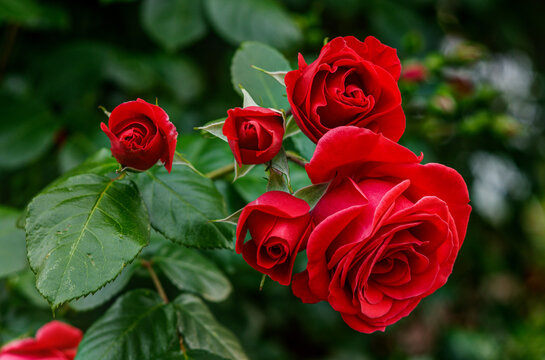 Essential Winter Care for Roses in India: Pruning, Propagation & Expert Insights